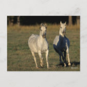 Bob Langrish | Zwei graue Araber, die zusammenlauf Postkarte (Vorderseite)