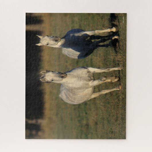 Bob Langrish | Zwei graue Araber, die zusammenlauf Puzzle (Vertikal)