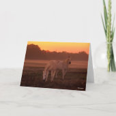 Bob Langrish | Zwei graue Arabische Pferde Stehend Karte (Vorderseite)