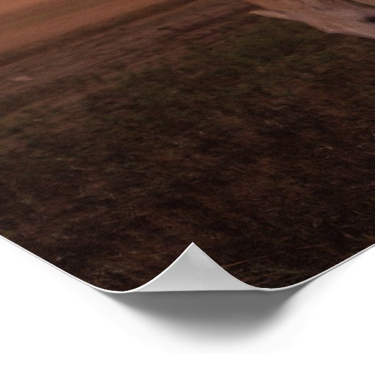 Bob Langrish | Zwei graue Arabische Pferde Stehend Poster (Ecke)