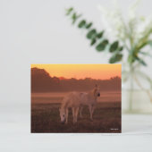 Bob Langrish | Zwei graue Arabische Pferde Stehend Postkarte (Stehend Vorderseite)