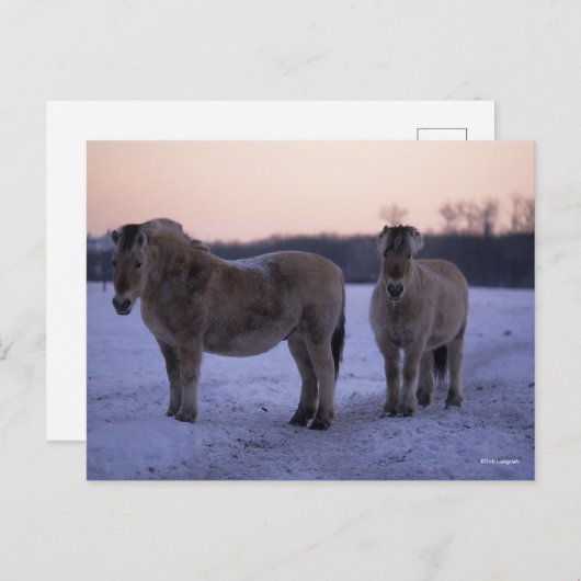Bob Langrish | Zwei im Schnee Stehende Fjordpferde Postkarte (Vorne/Hinten)