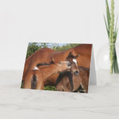 Bob Langrish | Zwei irische Pferdefohlen spielen Karte (Vorderseite)