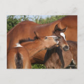 Bob Langrish | Zwei irische Pferdefohlen spielen Postkarte (Vorderseite)