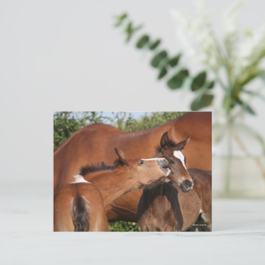 Bob Langrish | Zwei irische Pferdefohlen spielen Postkarte (Stehend Vorderseite)