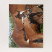 Bob Langrish | Zwei irische Pferdefohlen spielen Puzzle (Vertikal)