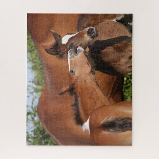 Bob Langrish | Zwei irische Pferdefohlen spielen Puzzle (Vertikal)