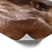 Bob Langrish | Zwei kanadische Sportpferde Poster (Ecke)