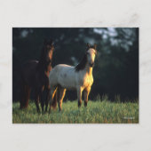 Bob Langrish | Zwei Kiger Mustangs Stehend Postkarte (Vorderseite)