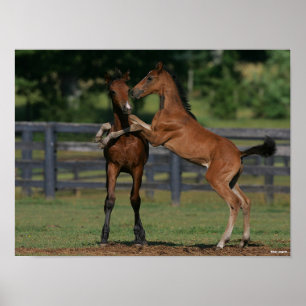 Bob Langrish Zwei Morgan Foals Poster