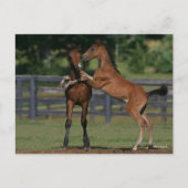 Bob Langrish | Zwei Morgan Foals Postkarte (Vorderseite)