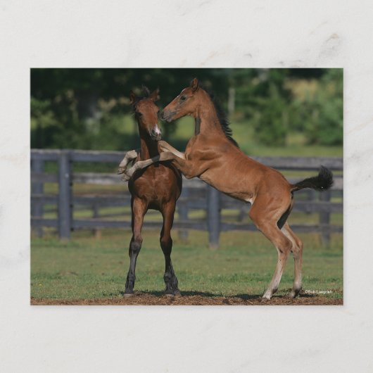 Bob Langrish | Zwei Morgan Foals Postkarte (Vorderseite)