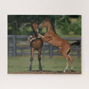 Bob Langrish Zwei Morgan Foals Puzzle
