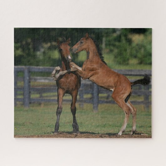 Bob Langrish | Zwei Morgan Foals Puzzle (Horizontal)