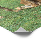 Bob Langrish | Zwei Morgan-Fohlen spielen Poster (Ecke)