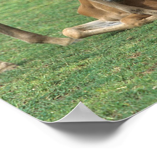 Bob Langrish | Zwei Morgan-Fohlen spielen Poster (Ecke)