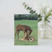 Bob Langrish | Zwei Morgan-Fohlen spielen Postkarte (Stehend Vorderseite)