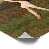 Bob Langrish | Zwei Paint Pferde spielen zusammen Poster (Ecke)