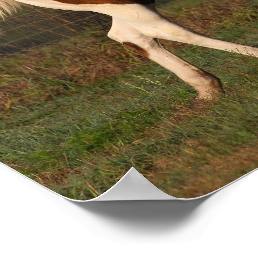 Bob Langrish | Zwei Paint Pferde spielen zusammen Poster (Ecke)