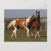 Bob Langrish | Zwei Paint Pferde spielen zusammen Postkarte (Vorderseite)