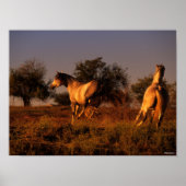 Bob Langrish | Zwei Pferde, die im Sonnenuntergang Poster (Vorne)