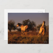 Bob Langrish | Zwei Pferde, die im Sonnenuntergang Postkarte (Vorne/Hinten)