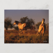 Bob Langrish | Zwei Pferde, die im Sonnenuntergang Postkarte (Vorderseite)
