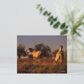 Bob Langrish | Zwei Pferde, die im Sonnenuntergang Postkarte (Stehend Vorderseite)