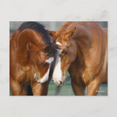 Bob Langrish | Zwei Pferdeköpfe zusammen Postkarte (Vorderseite)