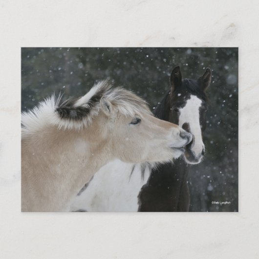 Bob Langrish | Zwei Ponys-Treffen im Schneefall Postkarte (Vorderseite)