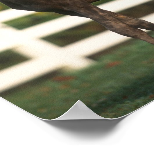 Bob Langrish | Zwei Rocky Mountains Foals Stehend Poster (Ecke)