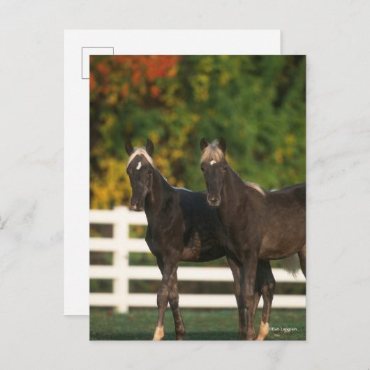 Bob Langrish | Zwei Rocky Mountains Foals Stehend Postkarte (Vorne/Hinten)