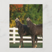 Bob Langrish | Zwei Rocky Mountains Foals Stehend Postkarte (Vorderseite)