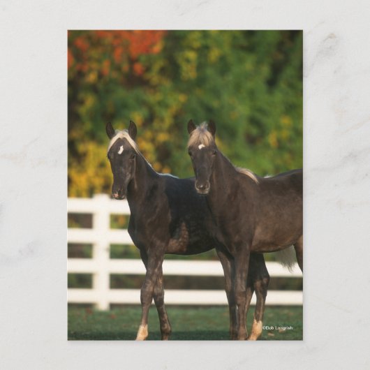 Bob Langrish | Zwei Rocky Mountains Foals Stehend Postkarte (Vorderseite)