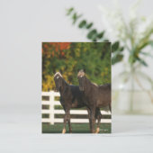 Bob Langrish | Zwei Rocky Mountains Foals Stehend Postkarte (Stehend Vorderseite)