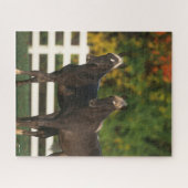 Bob Langrish | Zwei Rocky Mountains Foals Stehend Puzzle (Horizontal)