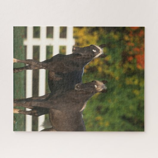Bob Langrish | Zwei Rocky Mountains Foals Stehend Puzzle (Horizontal)