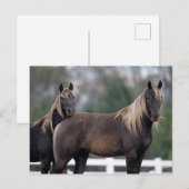 Bob Langrish | Zwei Rocky Mountains Stehend Postkarte (Vorne/Hinten)