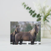 Bob Langrish | Zwei Rocky Mountains Stehend Postkarte (Stehend Vorderseite)