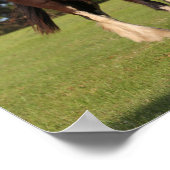 Bob Langrish | Zwei Shire Horse Youngsters Stehend Poster (Ecke)