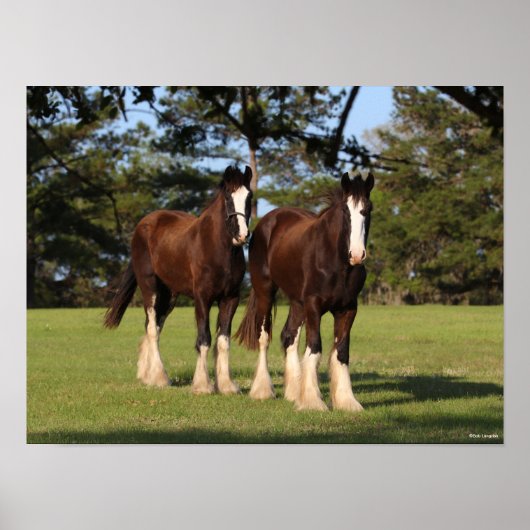 Bob Langrish | Zwei Shire Horse Youngsters Stehend Poster (Vorne)