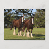 Bob Langrish | Zwei Shire Horse Youngsters Stehend Postkarte (Vorderseite)