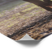 Bob Langrish | Zwei Sinti und Roma-Vanners im Feld Poster (Ecke)