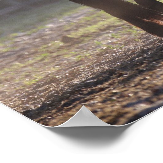 Bob Langrish | Zwei Sinti und Roma-Vanners im Feld Poster (Ecke)