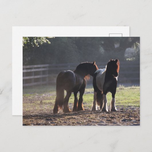 Bob Langrish | Zwei Sinti und Roma-Vanners im Feld Postkarte (Vorne/Hinten)