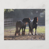 Bob Langrish | Zwei Sinti und Roma-Vanners im Feld Postkarte (Vorderseite)