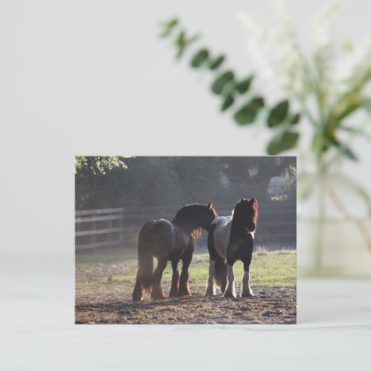 Bob Langrish | Zwei Sinti und Roma-Vanners im Feld Postkarte (Stehend Vorderseite)