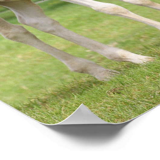 Bob Langrish | Zwei Sportpferde Stehend Poster (Ecke)