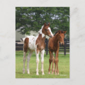 Bob Langrish | Zwei Sportpferde Stehend Postkarte (Vorderseite)