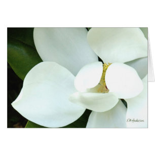 Bobbys Magnolie II